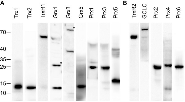 The Redox Atlas Of The Mouse